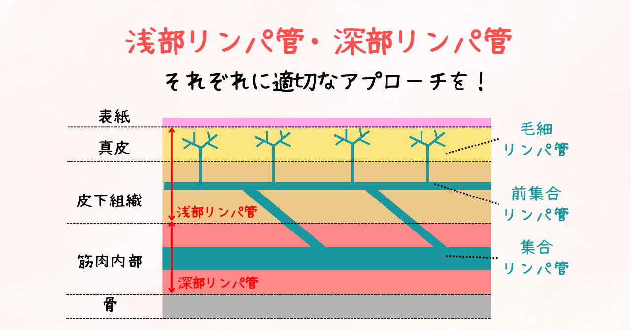 深部リンパ管と浅部リンパ管について。リンパ管には、大きいものと、毛細リンパ管などの細いものがあり、それぞれ異なる刺激が効果的です。