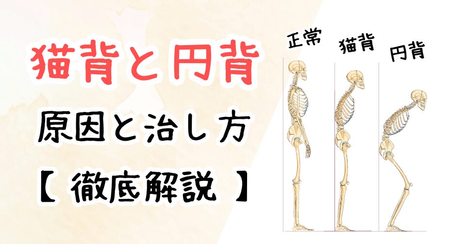 猫背・円背の根本原因とは？筋トレによる治し方まで徹底解説！