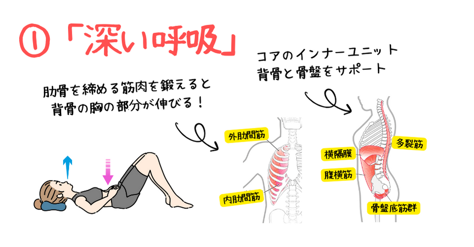 猫背を治す筋トレ①「深い呼吸」