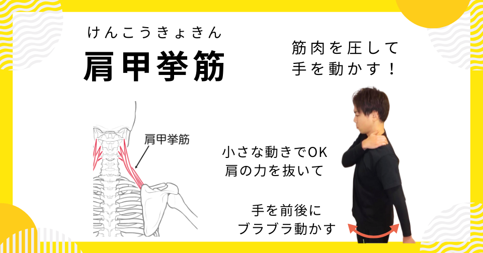 肩こりの原因となる筋肉：第７位「肩甲挙筋」