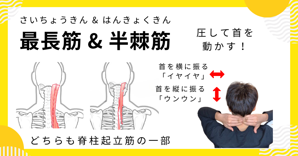 肩こりの原因となる筋肉：第４位「最長筋 & 半棘筋」