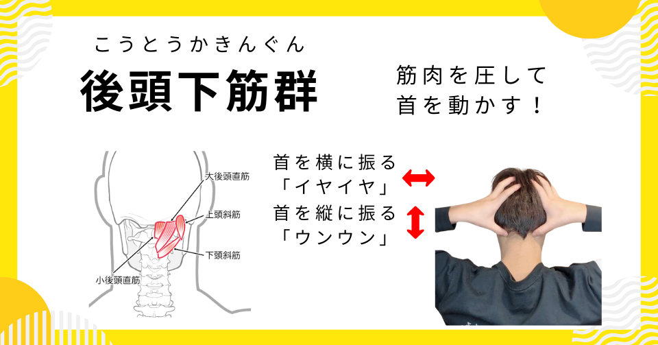 肩こりの原因となる筋肉：第１位「後頭下筋群」