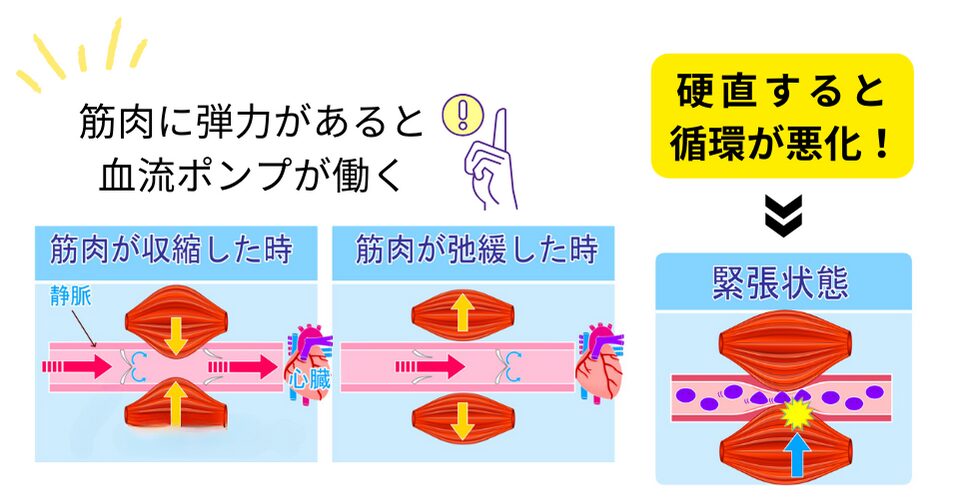 筋肉が硬直すると血液循環が悪化