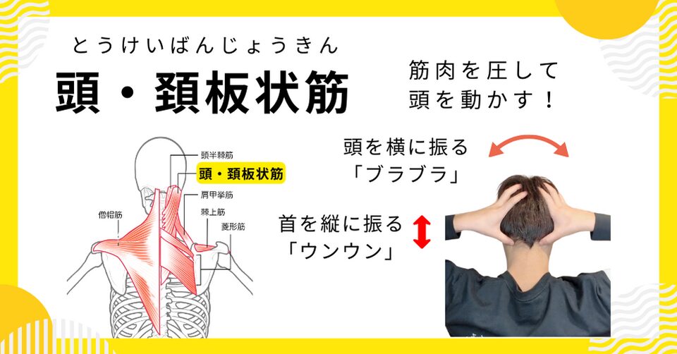 肩こりの原因となる筋肉：第２位「頭・頚板状筋」