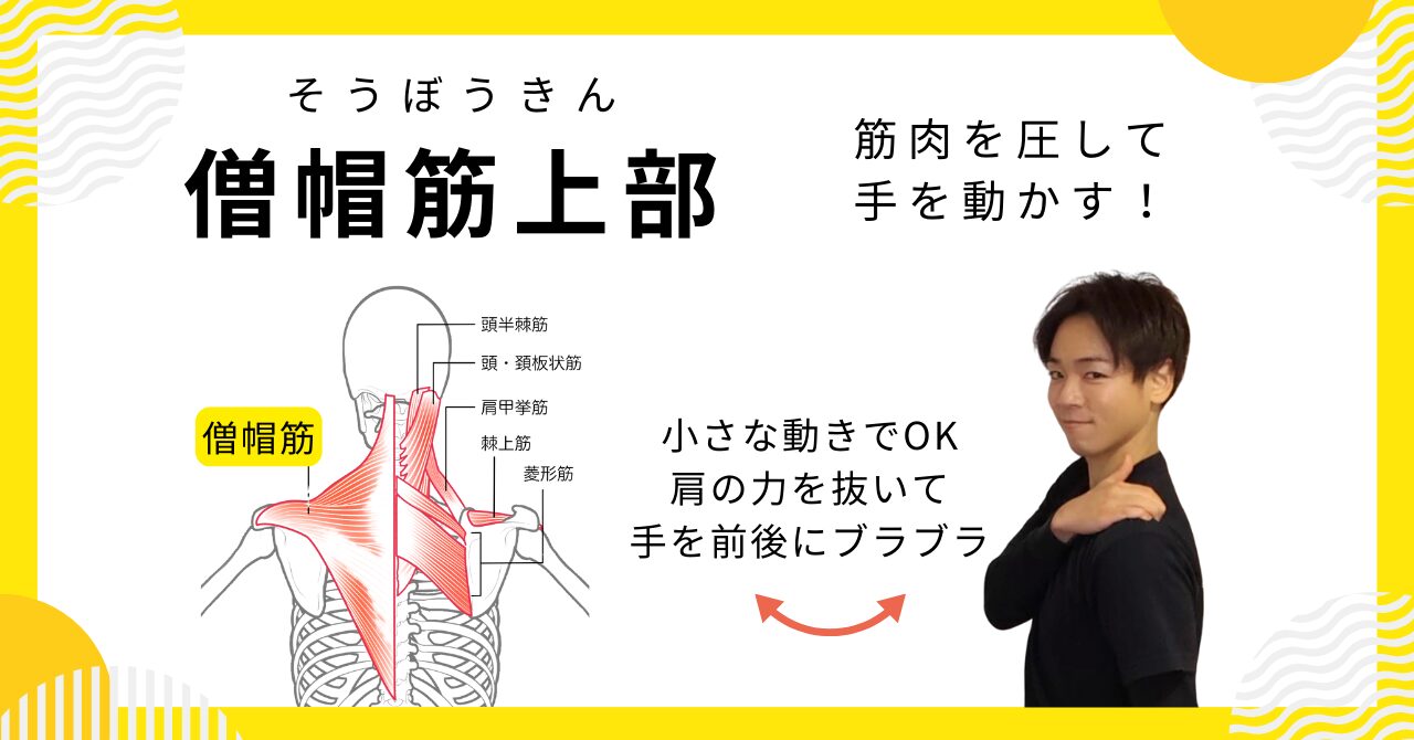 肩こりの原因となる筋肉：第３位「僧帽筋上部」