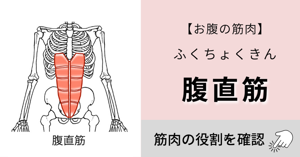 腹直筋