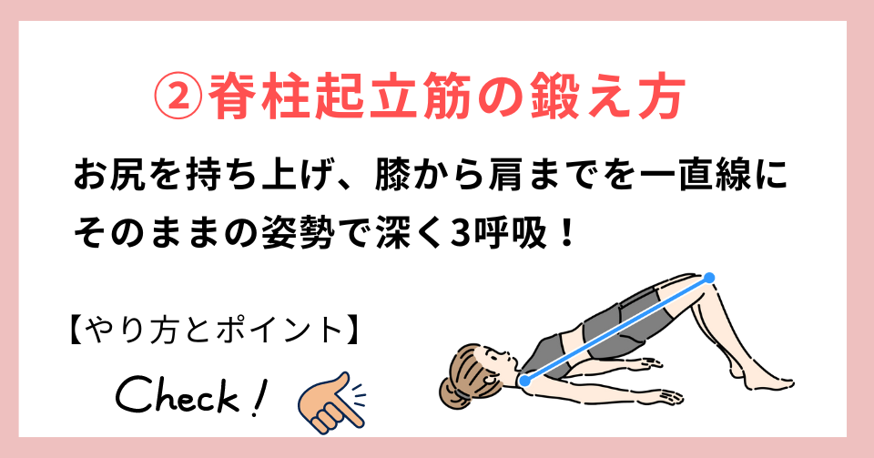 背中の筋肉（脊柱起立筋）の鍛え方