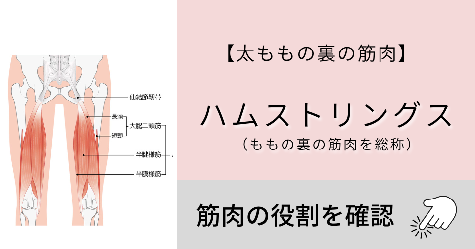 ハムストリングス