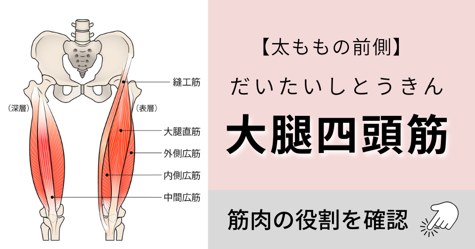 大腿四頭筋