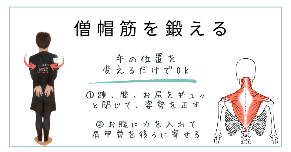 巻き肩の原因となる筋肉：僧帽筋の鍛え方