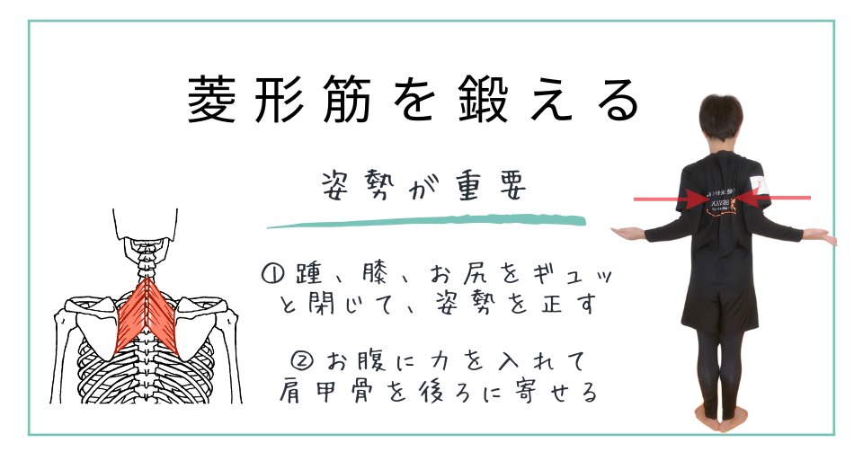 巻き肩の原因となる筋肉：菱形筋の鍛え方