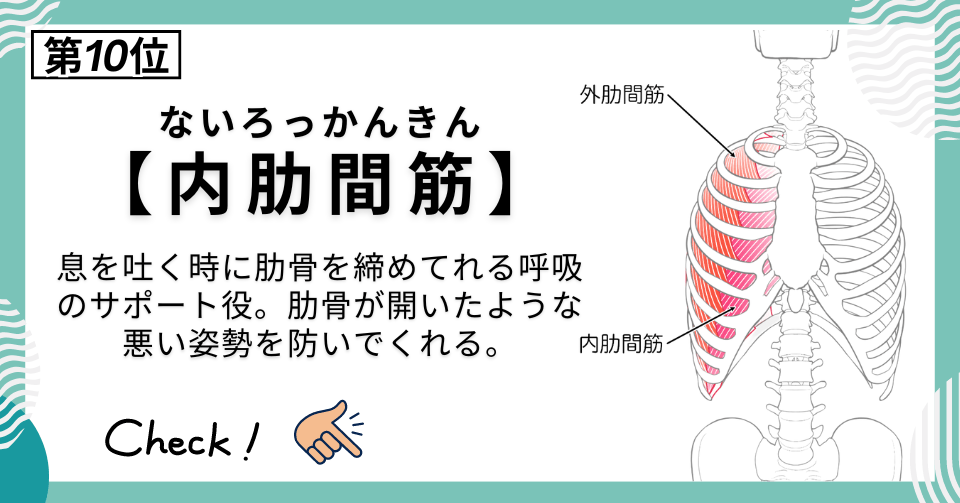 鍛えたいインナーマッスル10位：内肋間筋（ないろっかんきん）