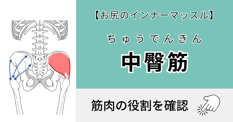 中殿筋（ちゅうでんきん）【お尻の外側】