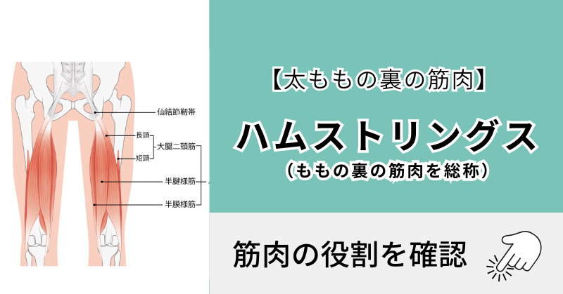 ハムストリングス【太ももの後面】