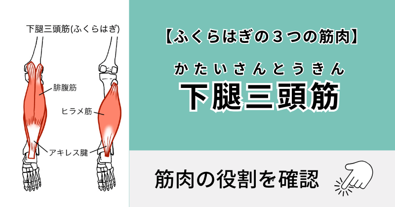 下腿三頭筋（かたいさんとうきん）【ふくらはぎ】