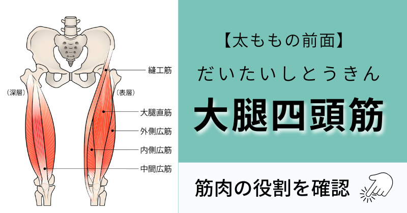 大腿四頭筋（だいたいしとうきん）【太ももの前面】