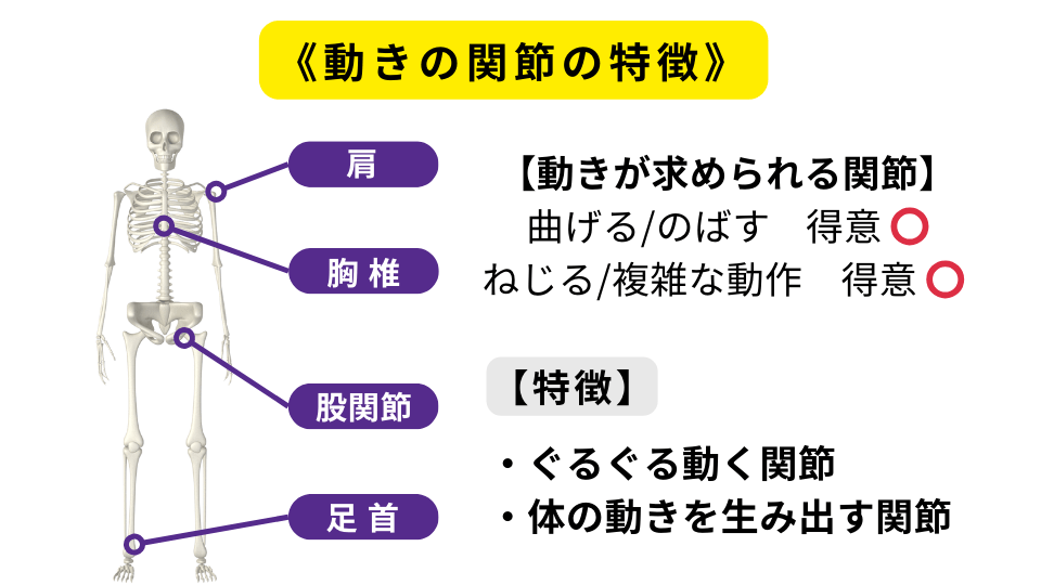 ジョイントバイジョイント理論　動きの関節の特徴