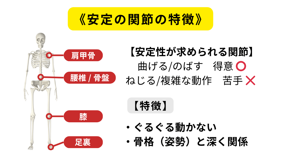 ジョイントバイジョイント理論　安定の関節の特徴