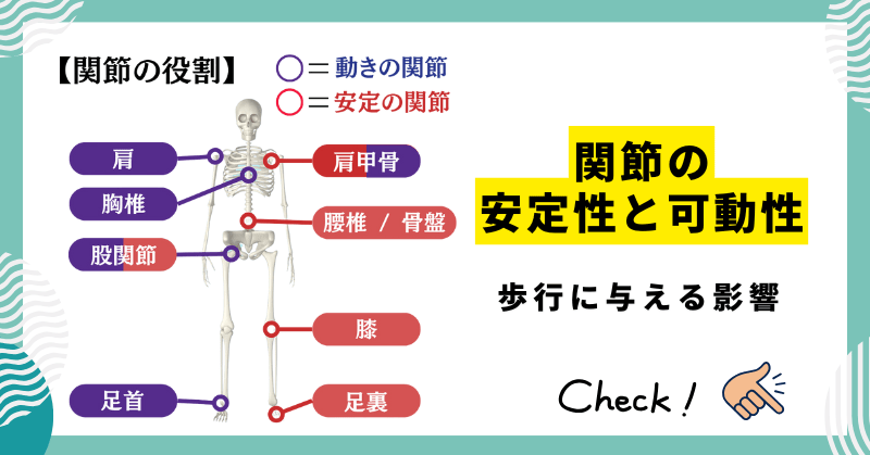 関節の安定性と可動性のバランスが歩行に与える影響