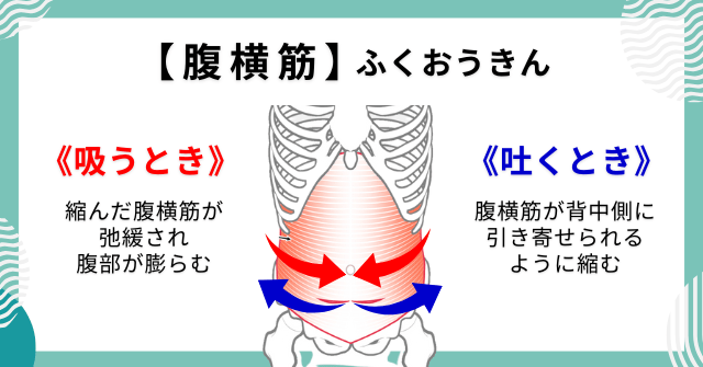 ②呼吸時の腹横筋の動きと働き