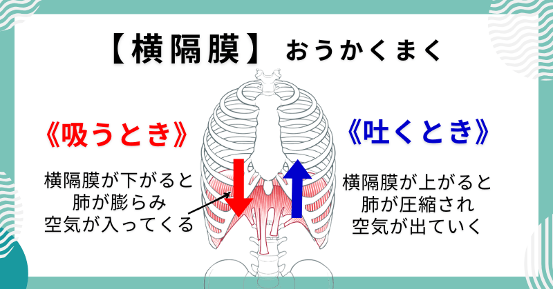 ①呼吸時の横隔膜の動き方と働き