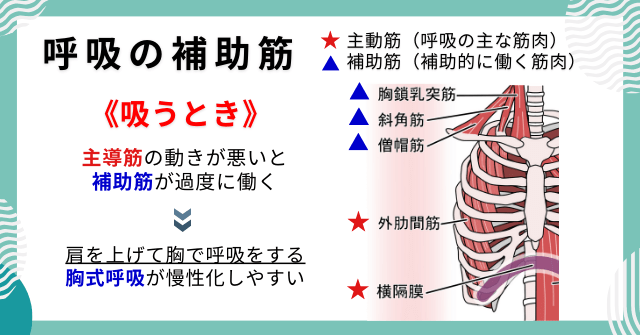 呼吸の補助筋の動きと働き